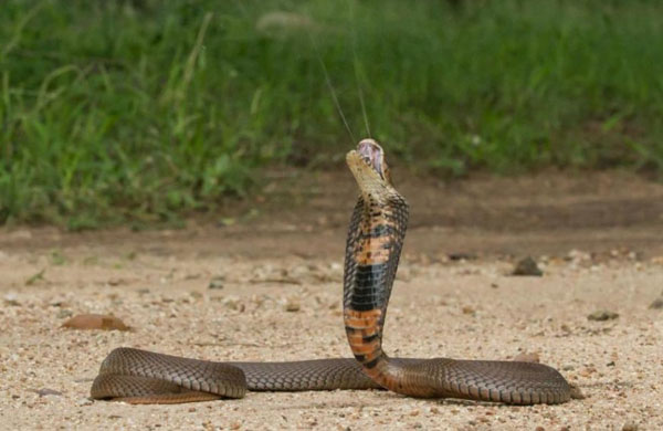 Mozambiko spjaudymo kobra