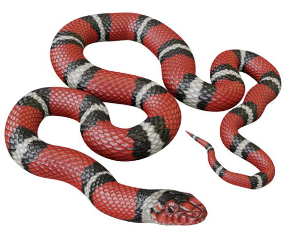 Scarlet Kingsnake