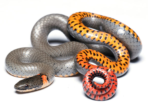 Ringneck Snake