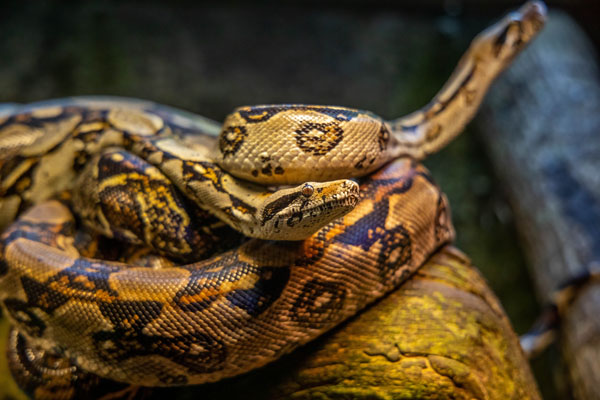 Tinklinis Python