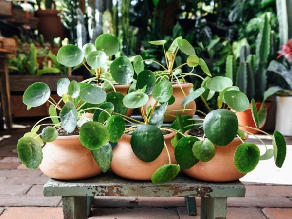 ufo φυτό pilea ανθοδοχείο