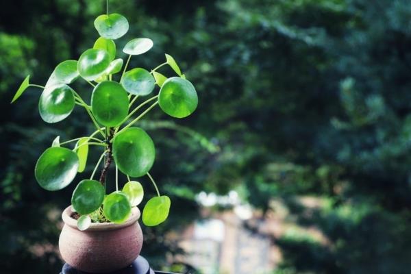 ufo φυτό pilea κινεζικό χρήμα