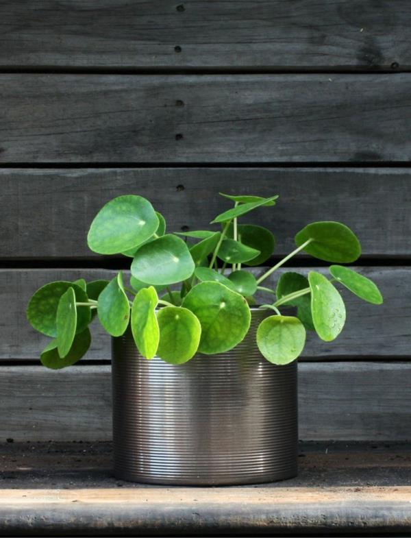 ufo φυτό pilea houseplant μπαλκόνι φυτό