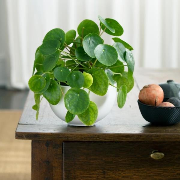 ufo φυτό pilea houseplant διακόσμηση τραπεζιού