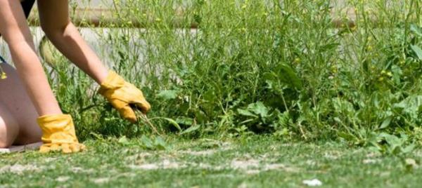 ζιζάνια δολοφόνος σχεδιασμός κήπου καλλιεργούν φυτά πράσινο