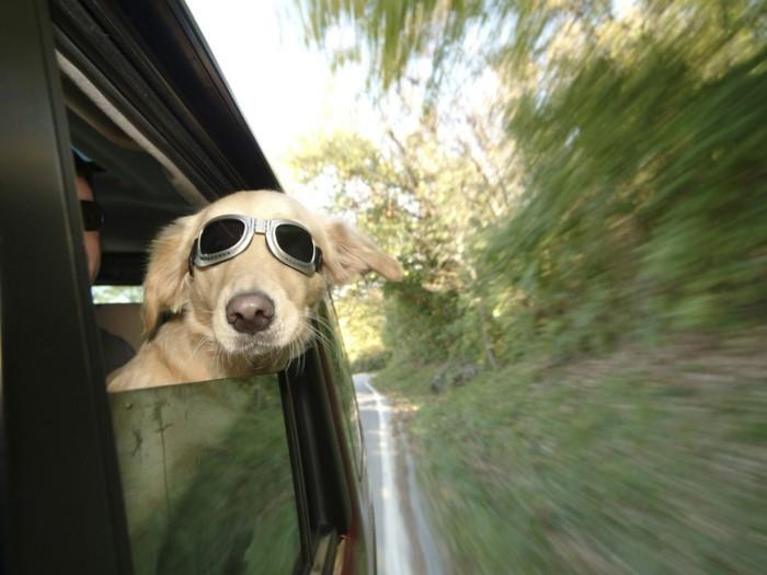 διακοπές με ένα σκύλο ο σκύλος πρέπει να αισθάνεται άνετα στο αυτοκίνητο