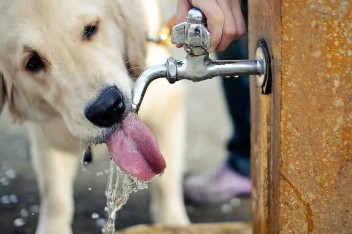 ταξίδια και διακοπές με τον σκύλο να πίνουν αρκετό νερό