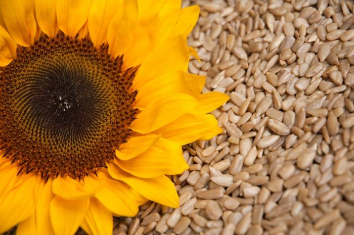 συνταγές vegan σοκολάτας προϊόντα ηλιόσποροι