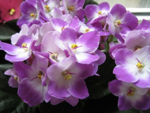 βιολέτες εύκολη φροντίδα δημοφιλή μοβ λουλούδια πράσινα φυτά