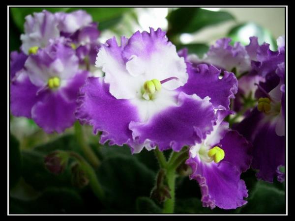 βιολετί γλάστρες φυτά μοβ λευκή διακόσμηση σπιτιού
