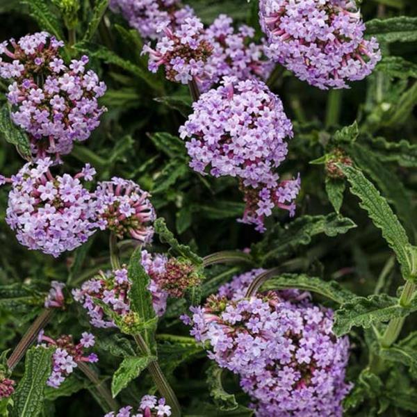 verbena verbena μελισσών πολυετή φυτά κήπου