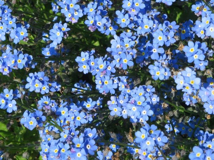 Forget-me-not λουλούδι Myosotis sylvatica φυτό κήπου