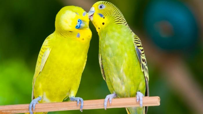 budgies in love κατοικίδια ζώα φροντίζουν budgie άγριας ζωής