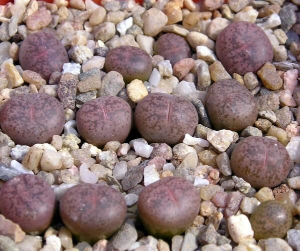 Ζωντανές πέτρες Lithops coleorum