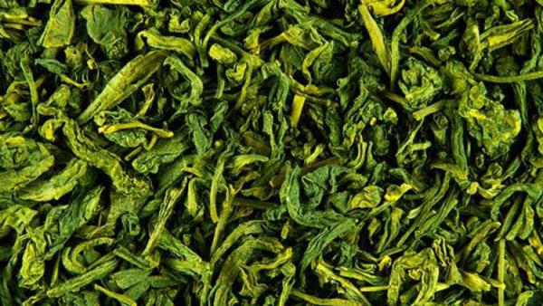 αναζωογονητικά τσάγια πράσινο τσάι πράσινα φύλλα υπάρχει πολλή ενέργεια σε αυτά
