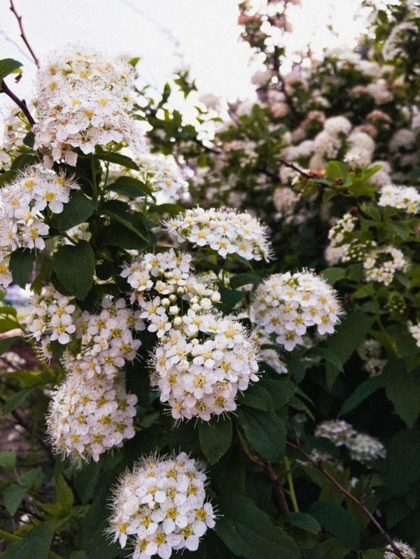 Το Rowanberry ανθίζει το ανοιξιάτικο υγιές αποτέλεσμα