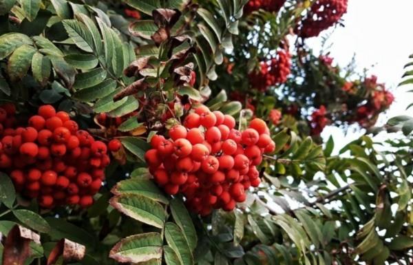 rowanberry τέφρα βουνού υγιή