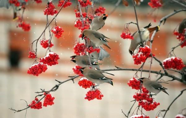 rowan berry βουνό τέφρα πουλιά θέλουν να φάνε