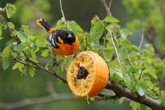 φτιάξτε μόνοι σας τροφοδότη φλούδας πορτοκαλιού