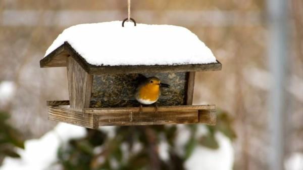 συμβουλές κηπουρικής για τον κήπο πουλιών Ιανουάριο