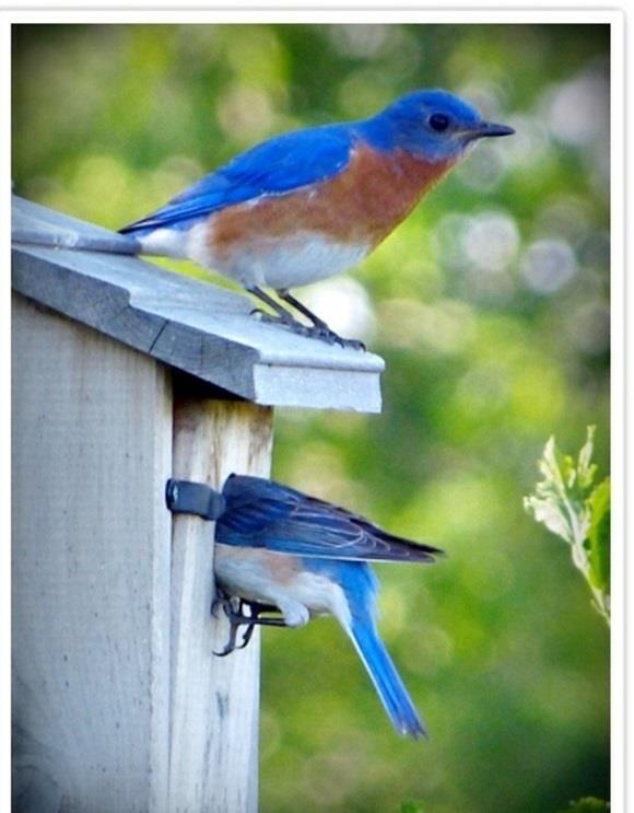 χτίστε ξύλο πουλιών για το περιβάλλον φιλικό προς το μπλε πουλί