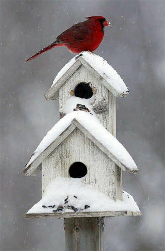 σπίτι πουλιών χτίζει ξύλο φιλικό προς το περιβάλλον χειμώνα