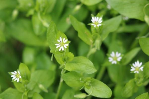 chickweed υγιή ζιζάνια