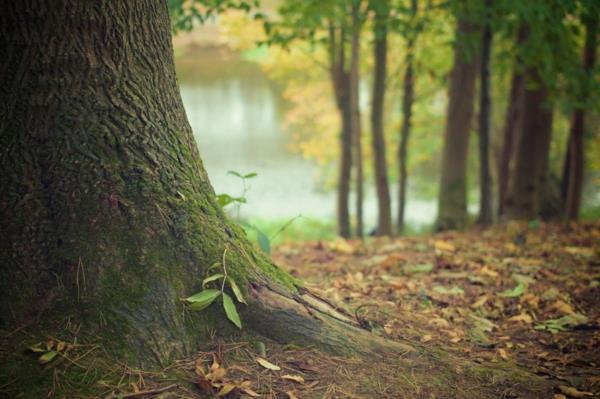 δασική κολύμβηση mindfulness φύση θεραπεία