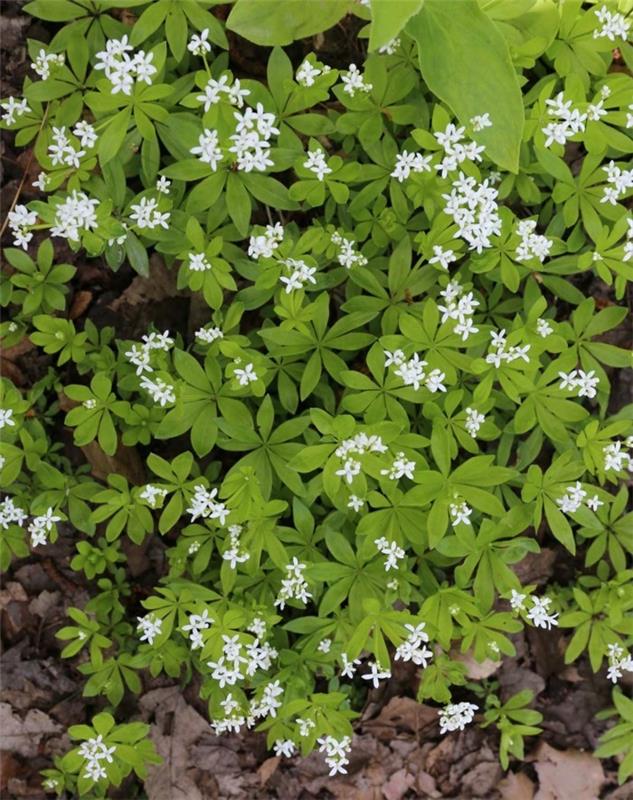 waldmeister galium odoratum σκιά φυτά κάλυψης εδάφους