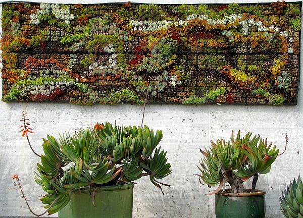 σχεδιασμός τοίχων φυτά λιπαρά φυτά κάκτοι φρεσκάδα διακόσμηση τοίχου