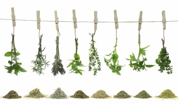 τι μπορούν να κάνουν τα βότανα και τα φαρμακευτικά φυτά για μεγάλη διάρκεια ζωής