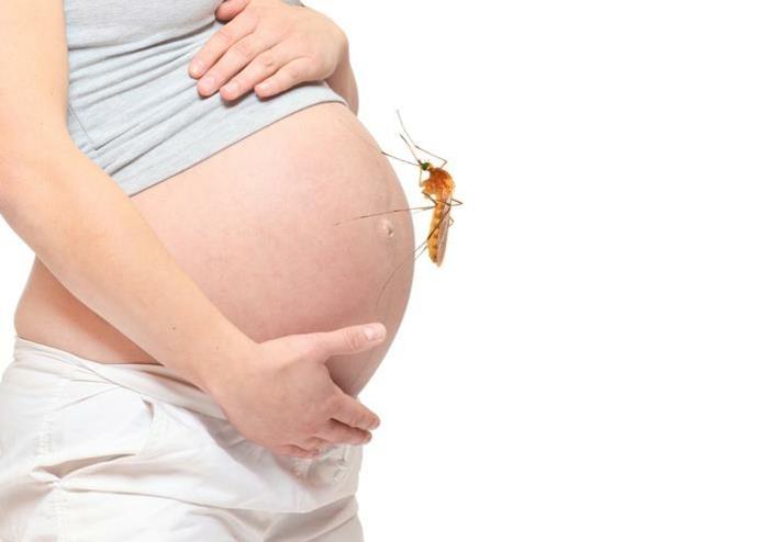 Έγκυος κοιλιά με μεγάλο κουνούπι.
