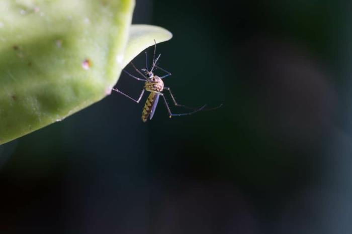 αυτό που προσελκύει τα κουνούπια σε αιτίες απόκρυψης