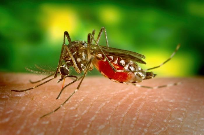 αυτό που προσελκύει τα κουνούπια σε αιτίες