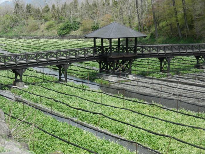 φυτά wasabi ασιατικά πιάτα wasabi φυτεία ιαπωνία