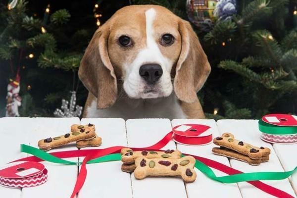 Χριστουγεννιάτικα δώρα σκυλί αντιμετωπίζει ιδέες akeήστε μπισκότα σκύλου μόνοι σας