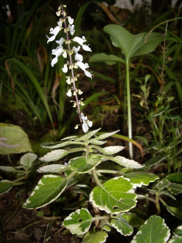 λευκό λουλούδι θυμίαμα φυτό