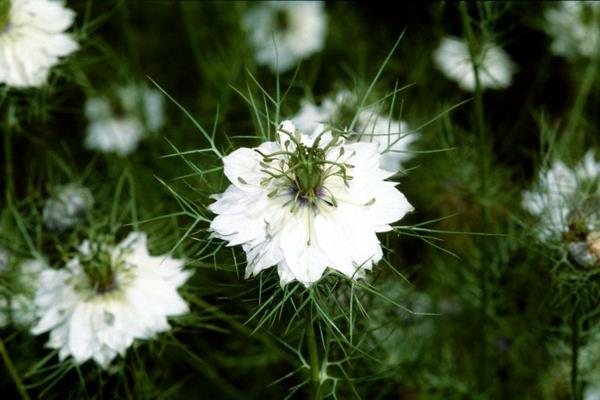 λευκά παρθένα λουλούδια στο πράσινο