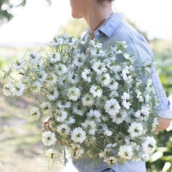 λευκά λουλούδια nigella damascena