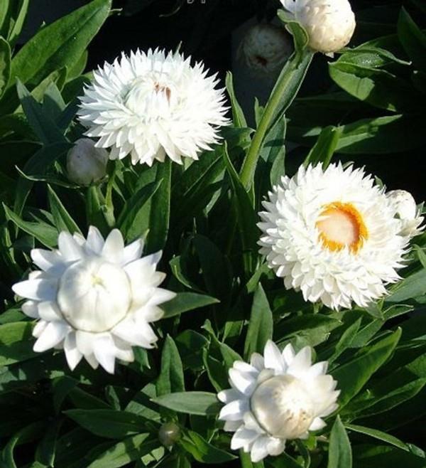 λευκά λουλούδια άχυρο λουλούδι
