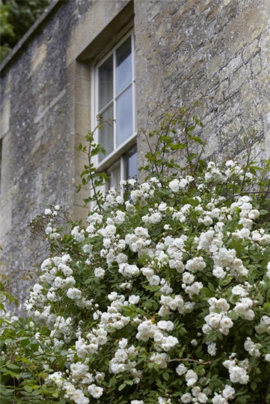 λευκά αναρριχώμενα τριαντάφυλλα στον τοίχο