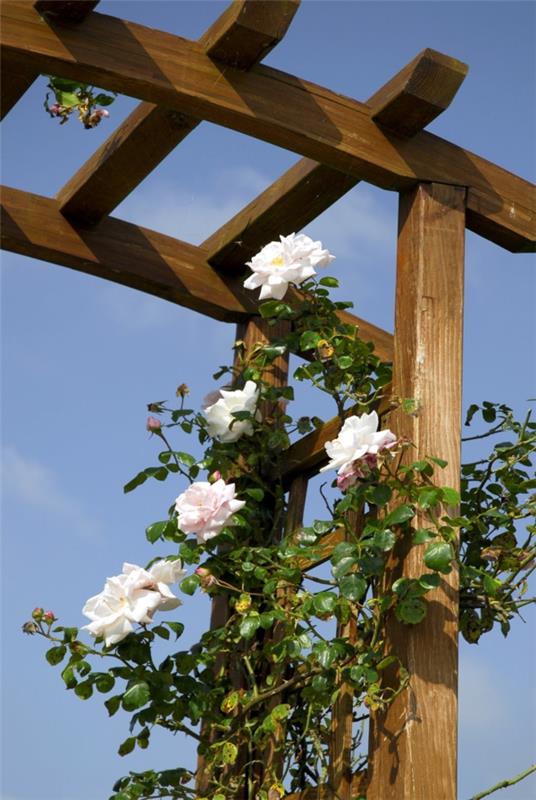 άσπρα αναρριχώμενα τριαντάφυλλα συμβουλές κοπής