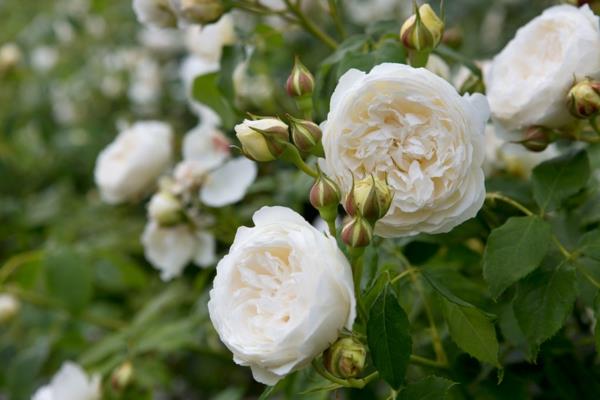 Κοπή λευκών τριαντάφυλλων αναρρίχησης