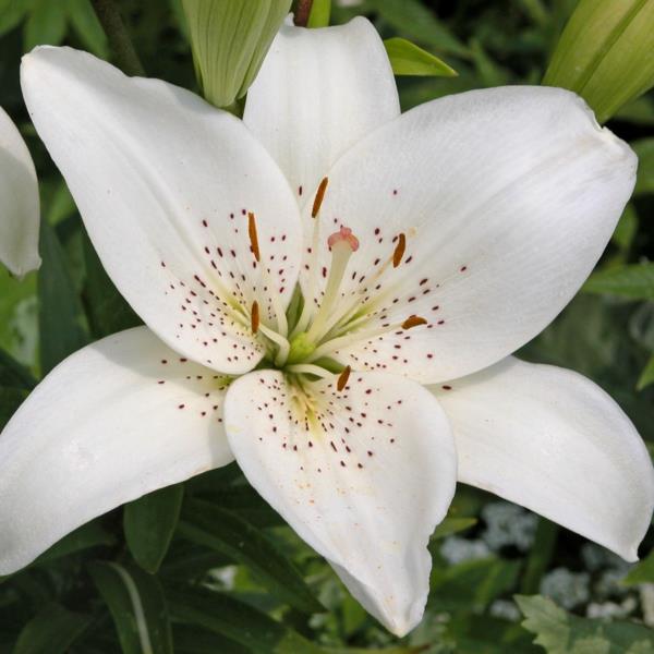 λευκό κρίνο κήπο φυτά λουλούδια έννοια