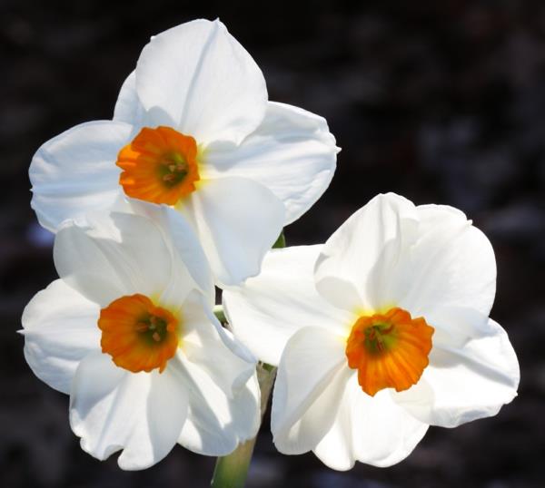 λευκό νάρκισσο άνοιξη λουλούδια διακόσμηση