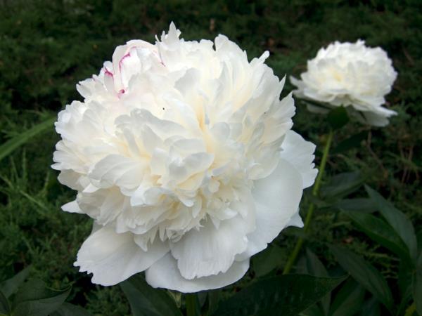λευκές παιώνιες όμορφα διακοσμητικά λουλούδια