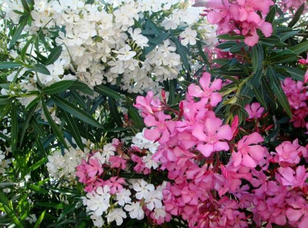 λευκά ροζ λουλούδια πικροδάφνης φροντίδα