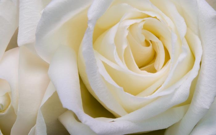 λευκό τριαντάφυλλο υπέροχη άνθιση