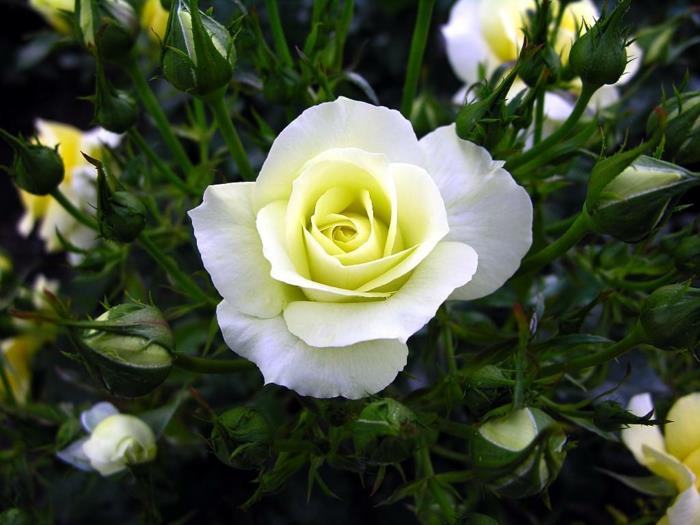 λευκό τριαντάφυλλο λεμόνι κίτρινη απόχρωση