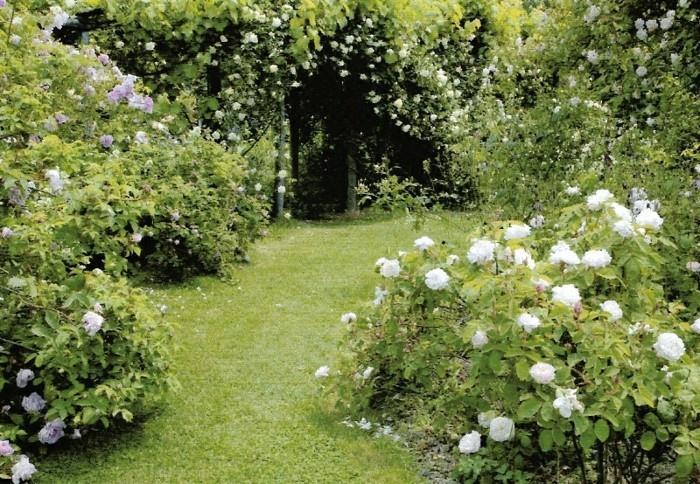λευκά τριαντάφυλλα αγγλικά στρωμνές με γκαζόν